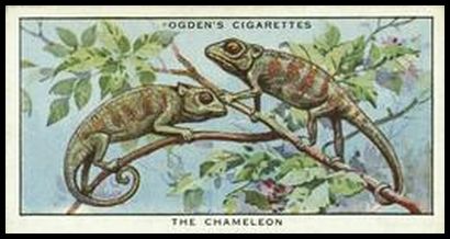 44 Chameleon